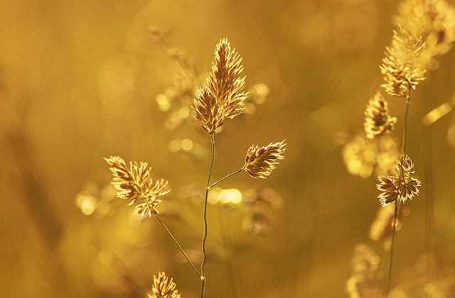 gouden natuur als metafoor voor het gelukzalig gevoel van de Chi Yang massage