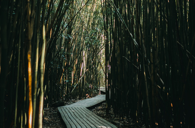 Rustgevend bamboe bos sfeer